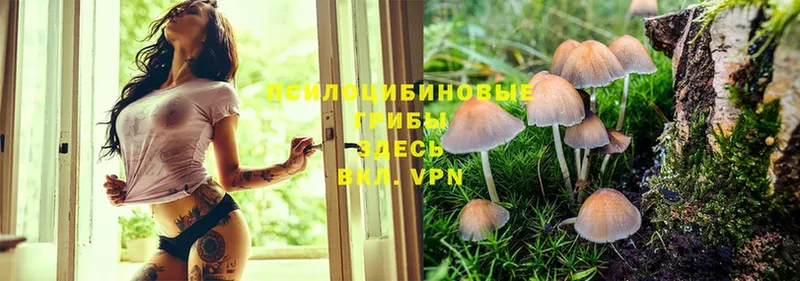 Галлюциногенные грибы Psilocybe  Кузнецк 